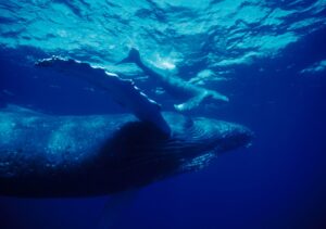 小笠原で撮影したその年初めて生まれた子鯨と母親