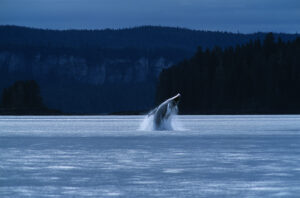 アラスカ・静寂のフィヨルドでザトウクジラのブリーチ