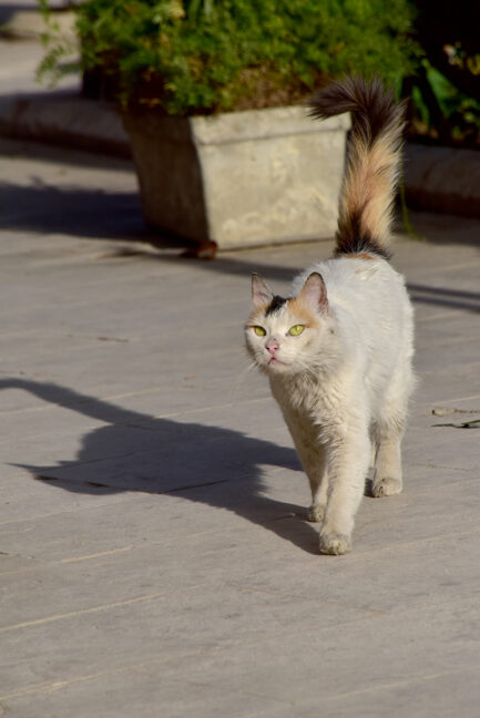コプタ博物館周辺もネコの多発地帯