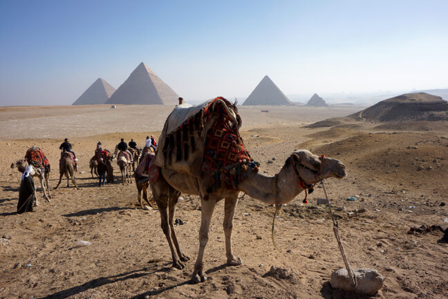 ラクダと三大ピラミッド遠景