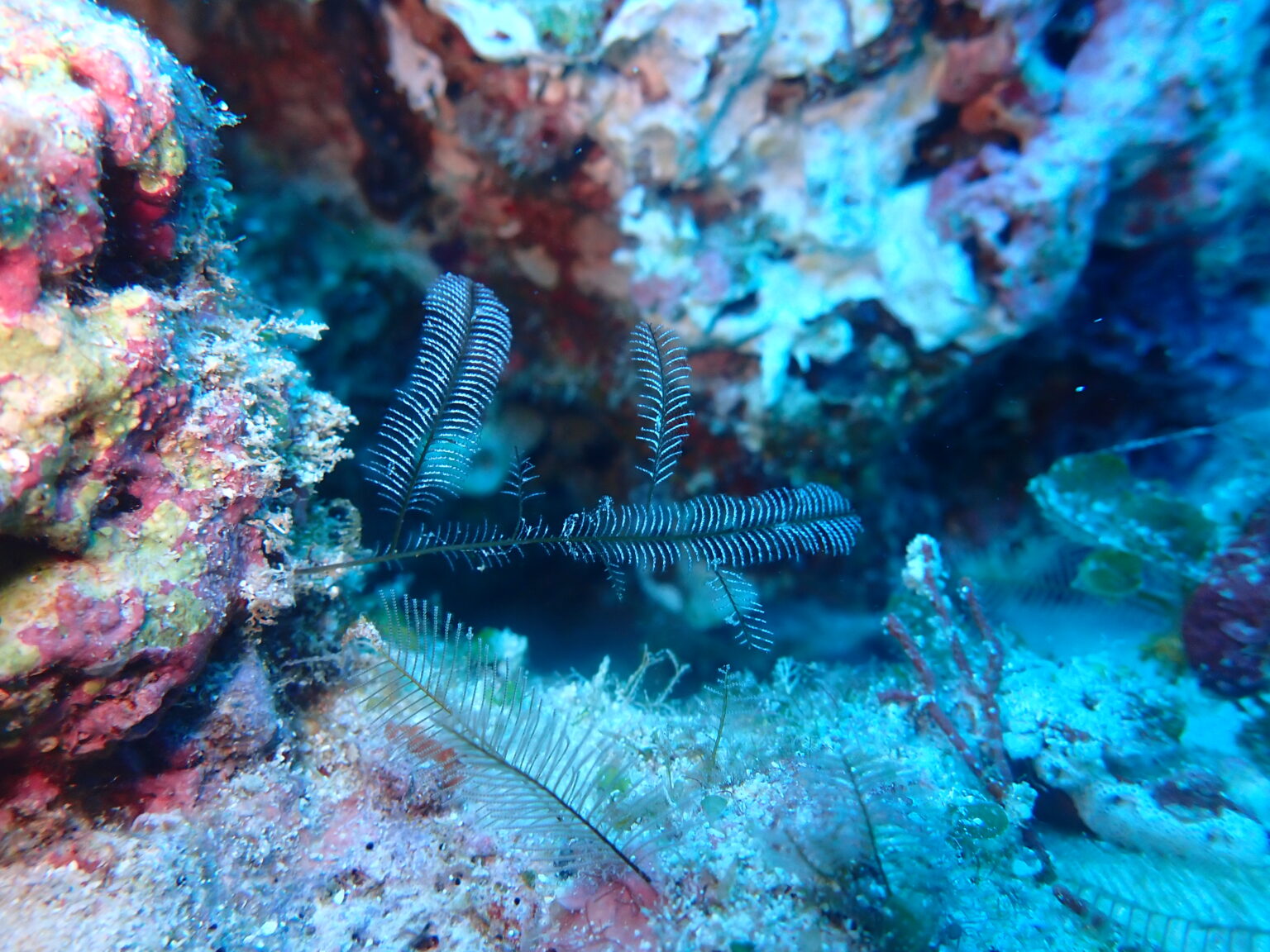 水中の危険生物とファーストエイド(刺胞毒編) | ヴィアマーレ
