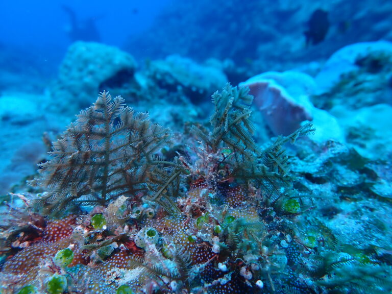 水中の危険生物とファーストエイド(刺胞毒編) | ヴィアマーレ