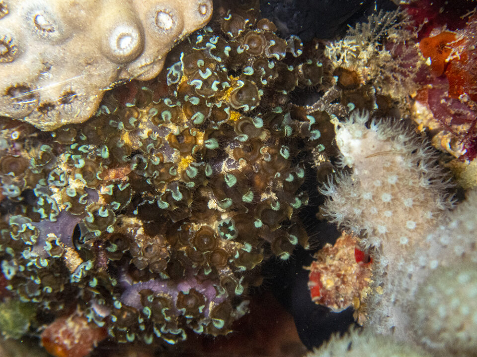 水中の危険生物とファーストエイド(刺胞毒編) | ヴィアマーレ
