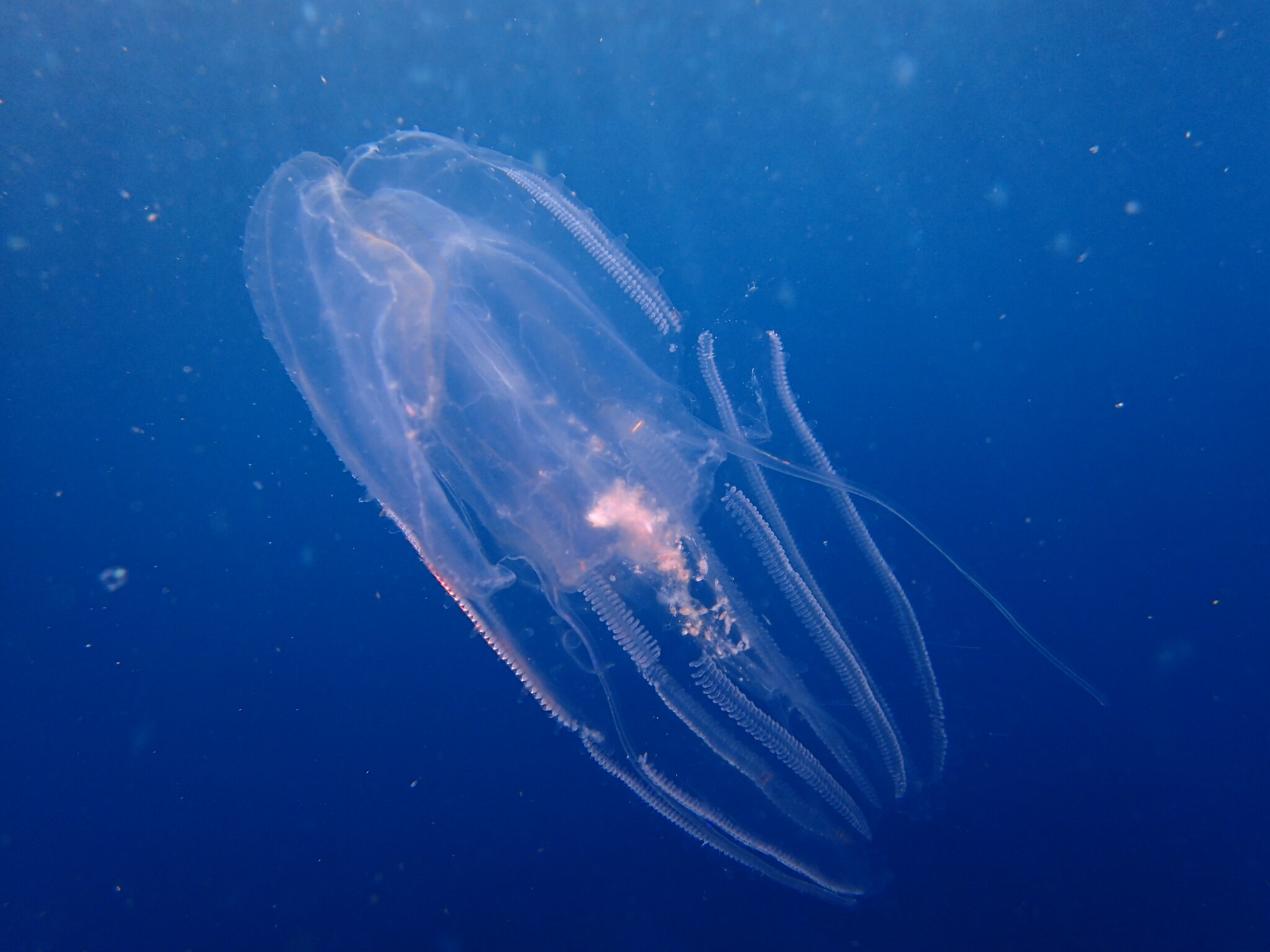 水中の危険生物とファーストエイド(刺胞毒編) | ヴィアマーレ