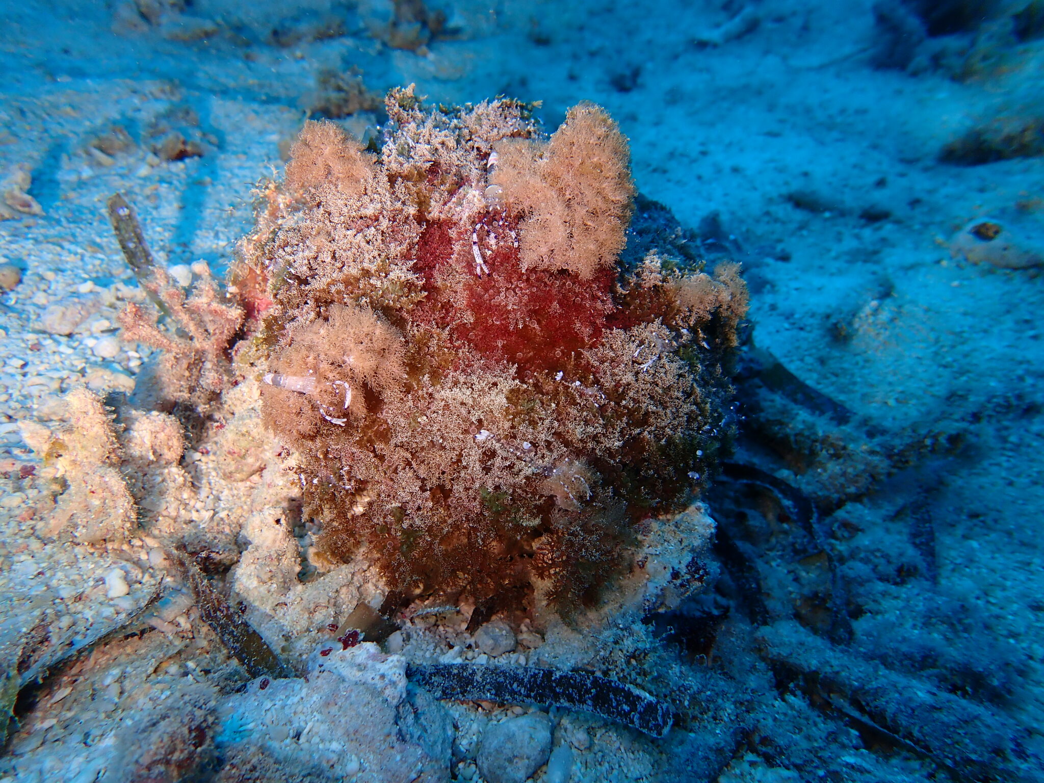 水中の危険生物とファーストエイド(刺胞毒編) | ヴィアマーレ